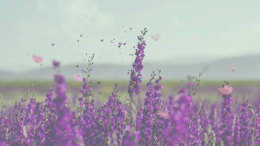 Editable Purple Lavender Memorial Tribute Video | Canva Template